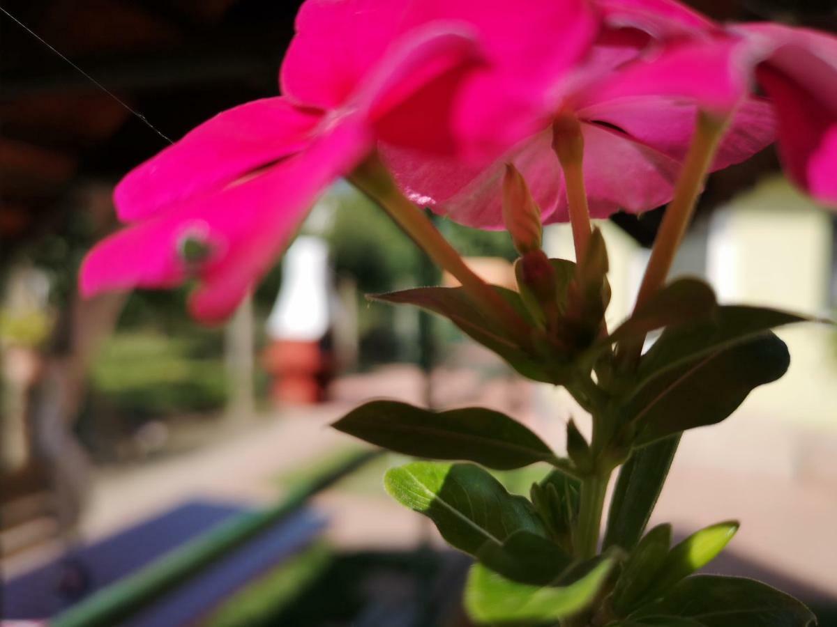 Apartman Kaszas Garden Mosonmagyaróvár エクステリア 写真